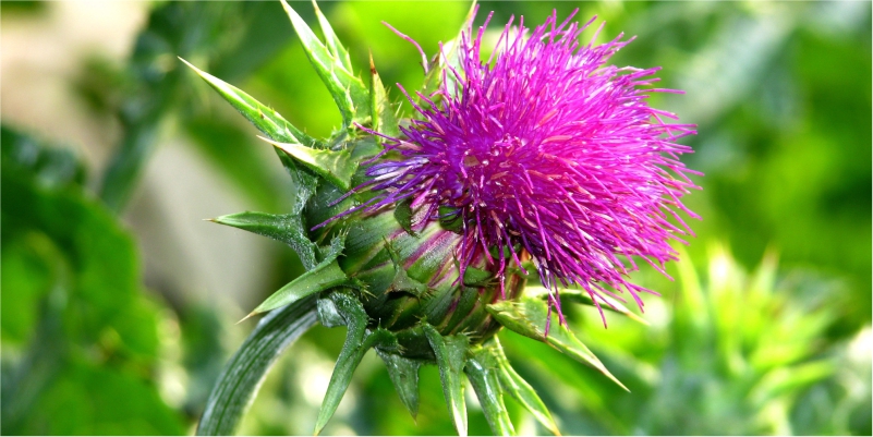 Eat-Blessed Thistle-to-Gain-Weight