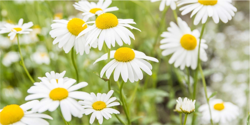 Eat-Chamomile-to-Gain-Weight