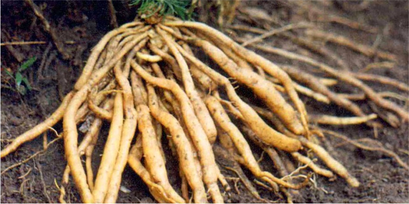 Shatavari-(Asparagus-Racemosus)-to-Gain-Weight